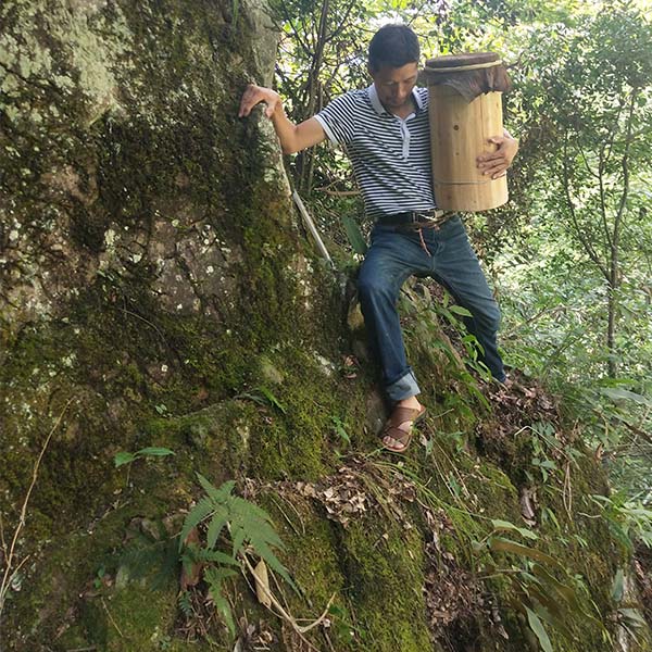 张根土在悬崖取深山土蜂蜜